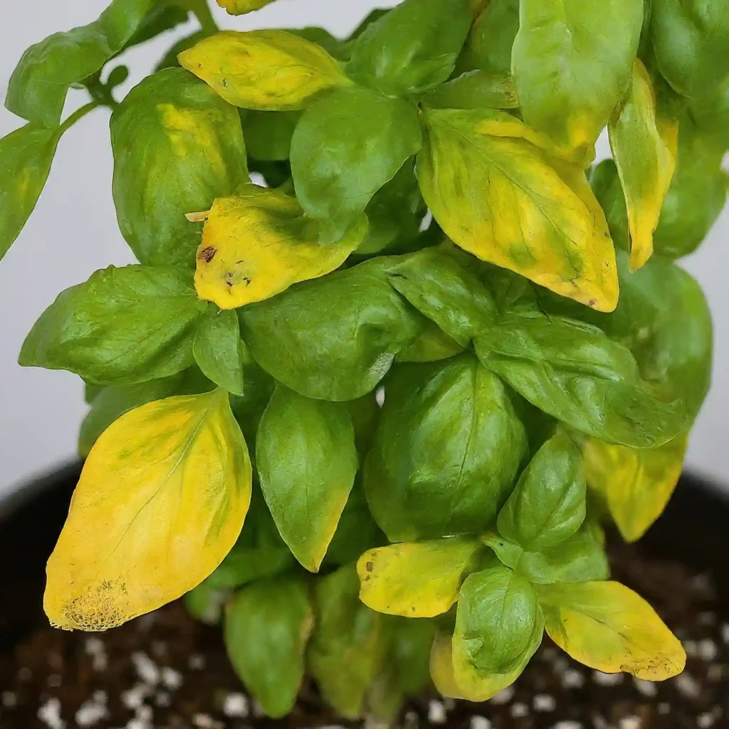 4 Yellowing Leaves