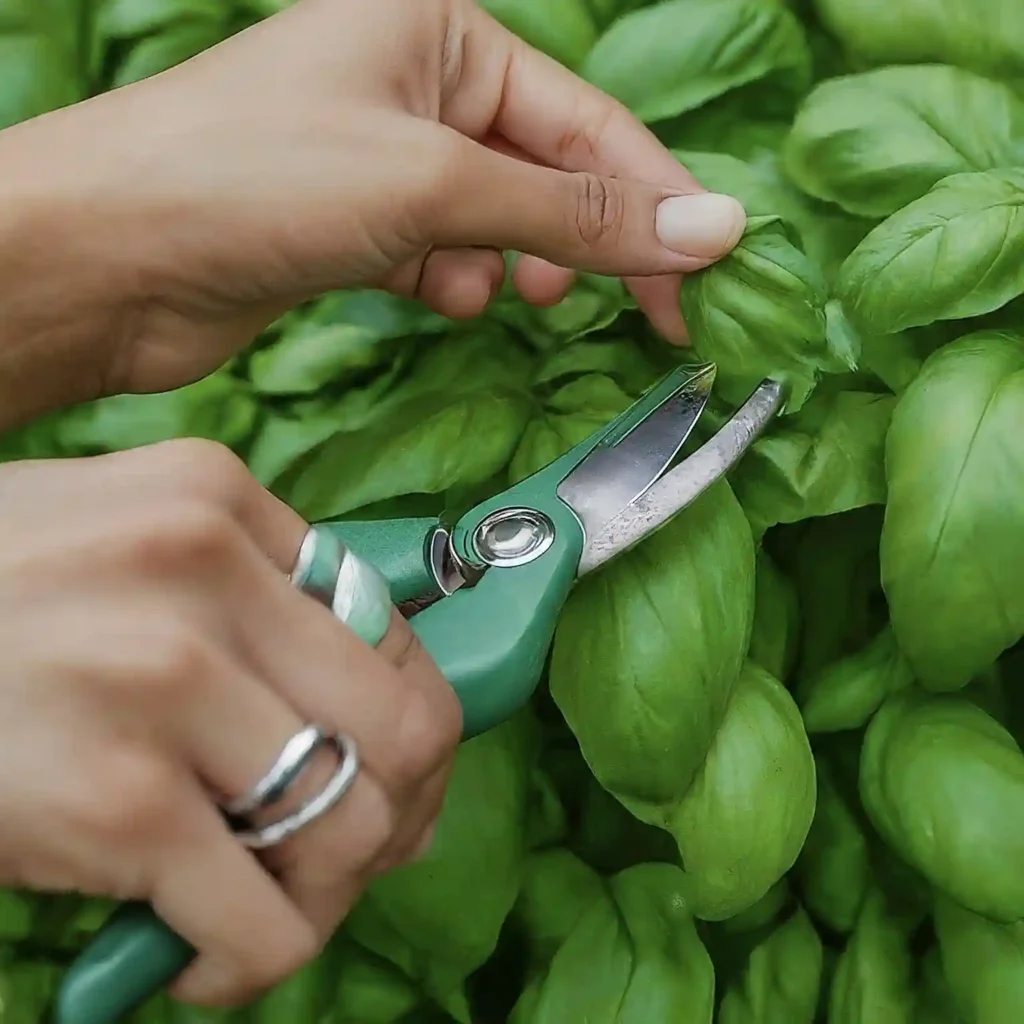 4. Pruning The Key to Bushy Flavorful Basil