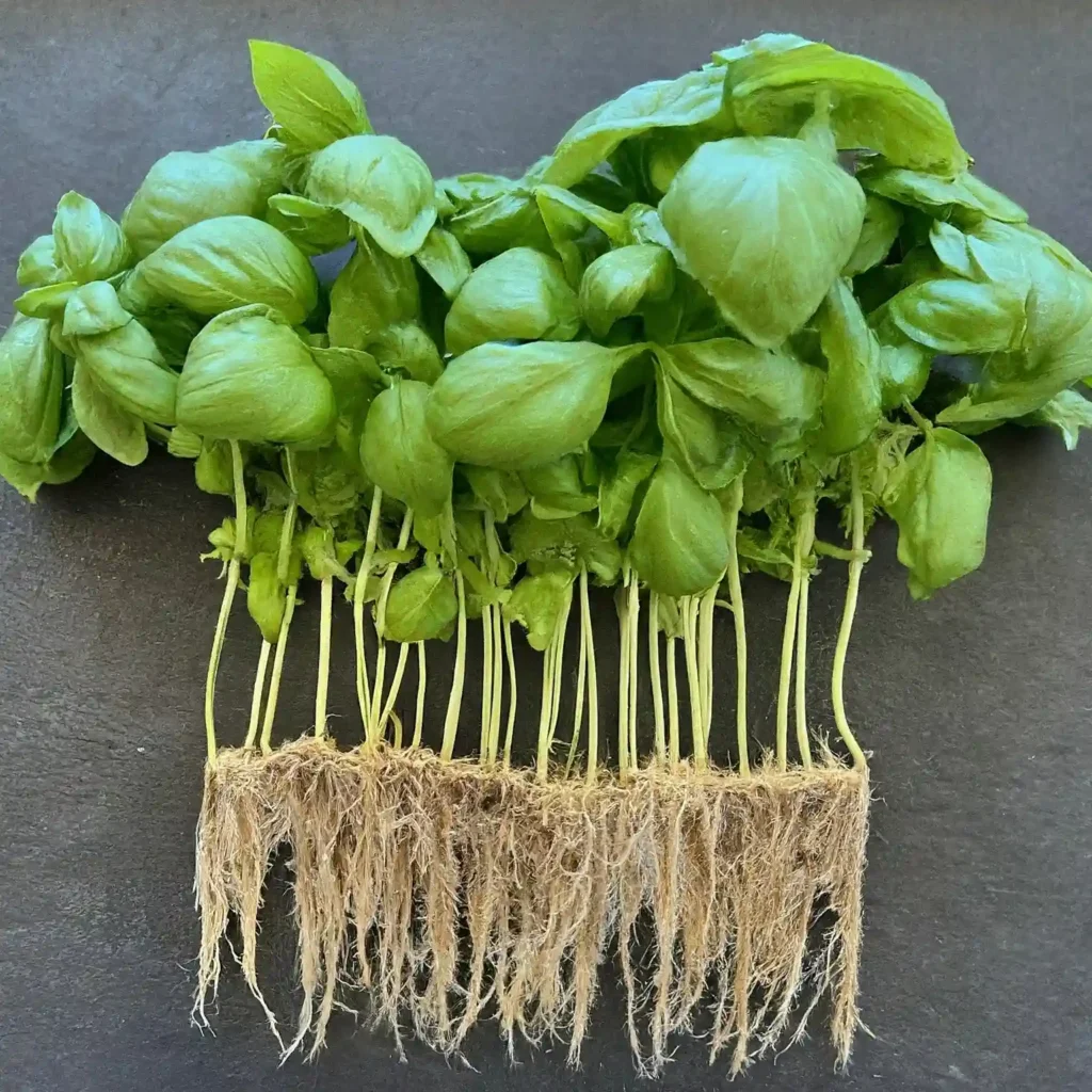 how to repot a small basil plant