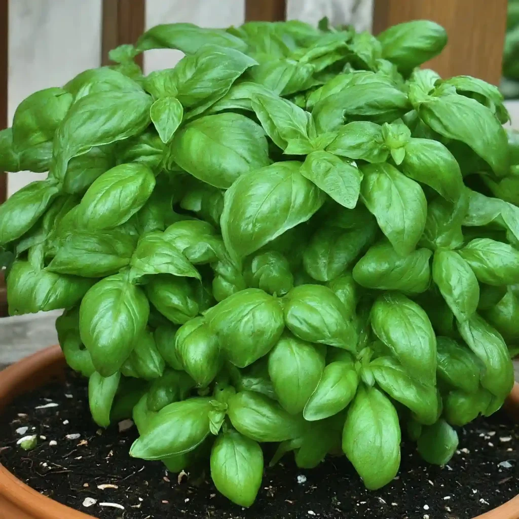 Additional Tips for Keeping Your Basil Plant Thriving