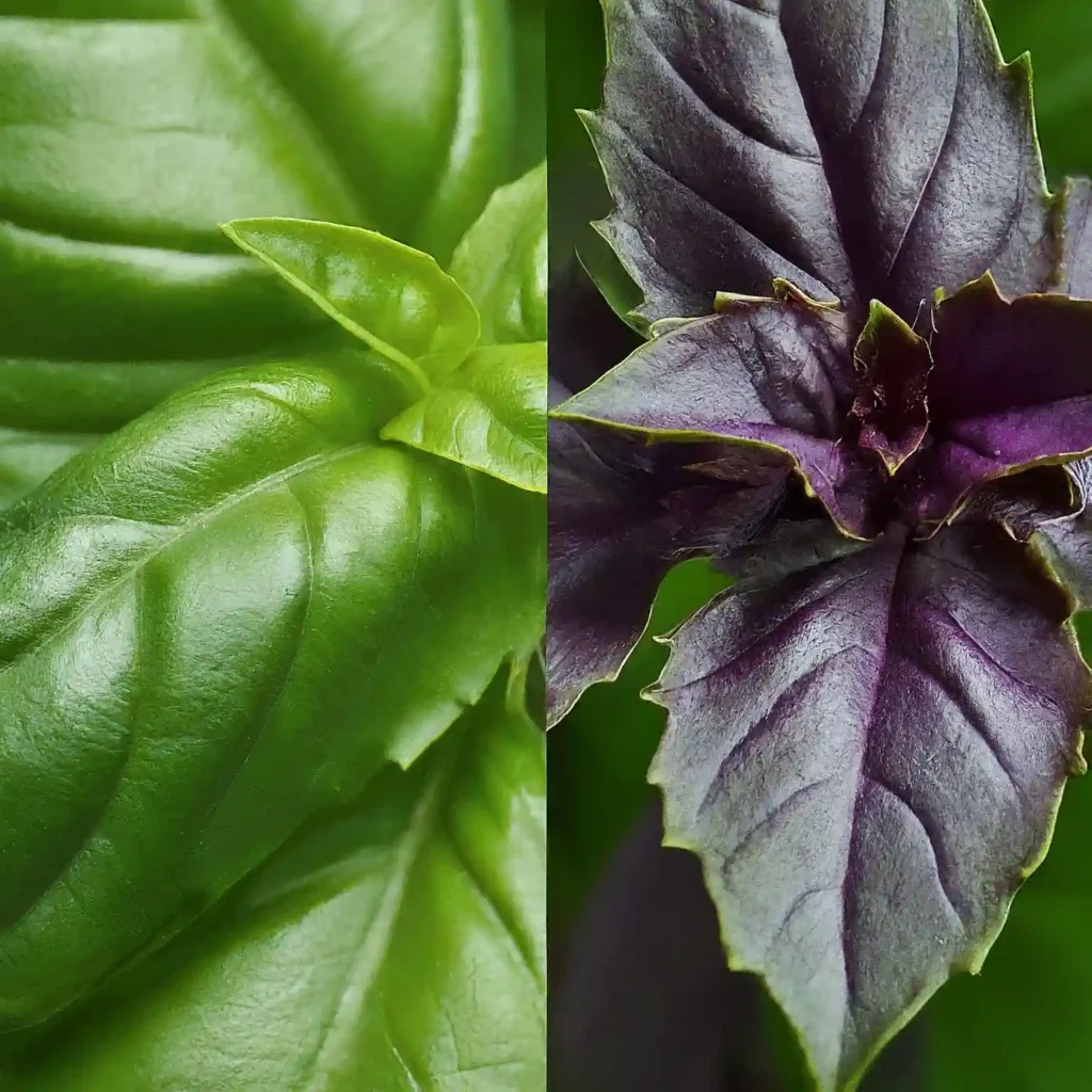 Basil Varieties Matching Flavor to Your Needs 2