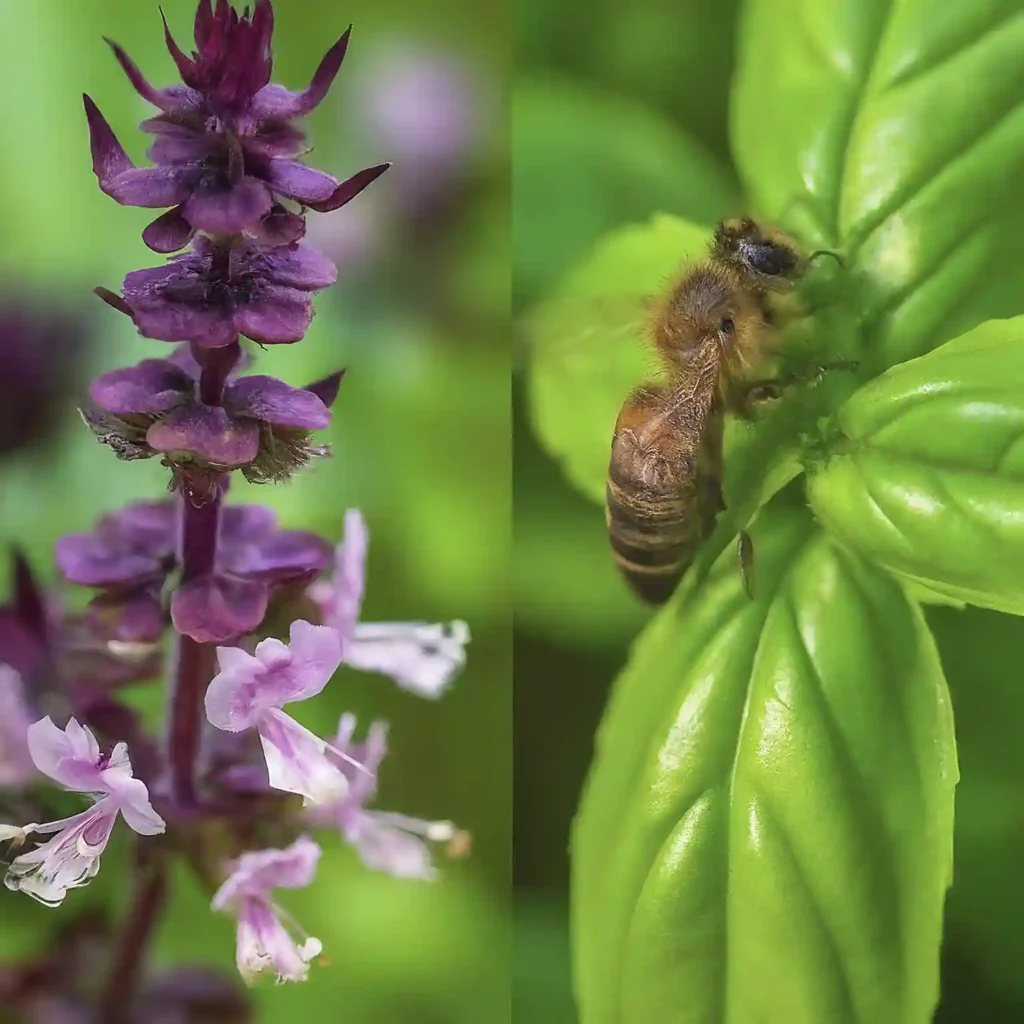 Benefits of Basil for Bees