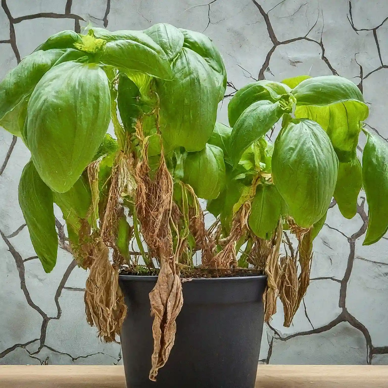 Why Is My Basil Plant Wilting