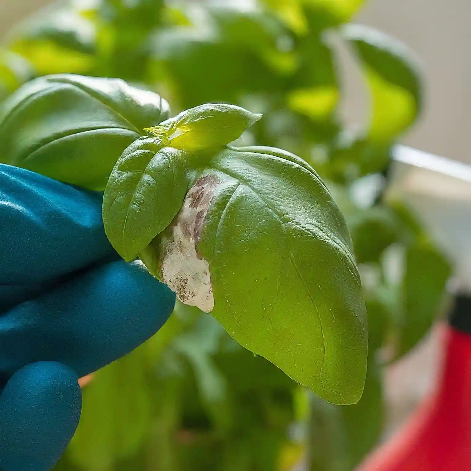 white mold on basil plant