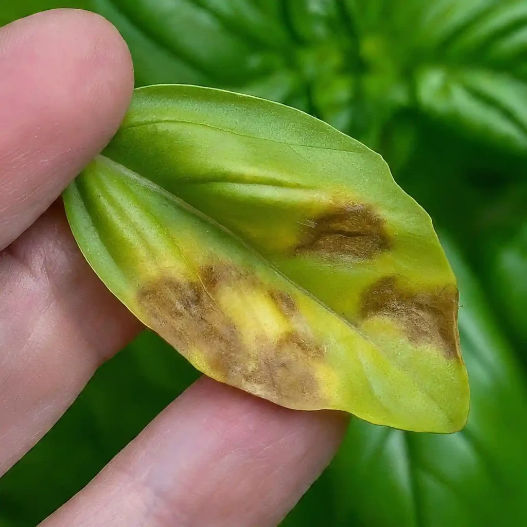 Downy Mildew on Basil Identification Management and Prevention