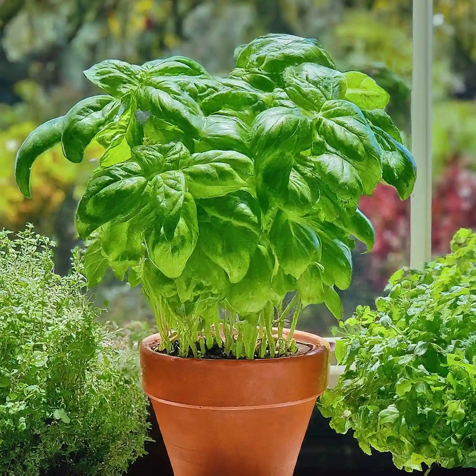 What are the conditions for basil to grow in Australia