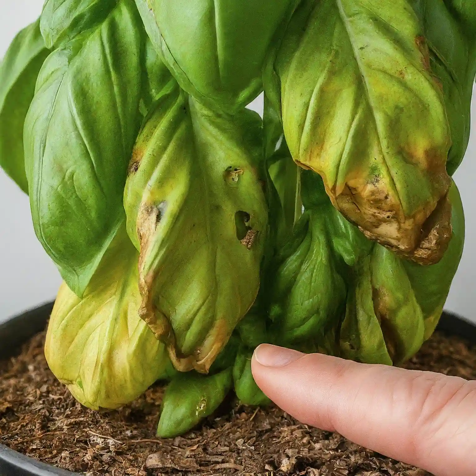 How Do You Know If Your Basil Needs More Water