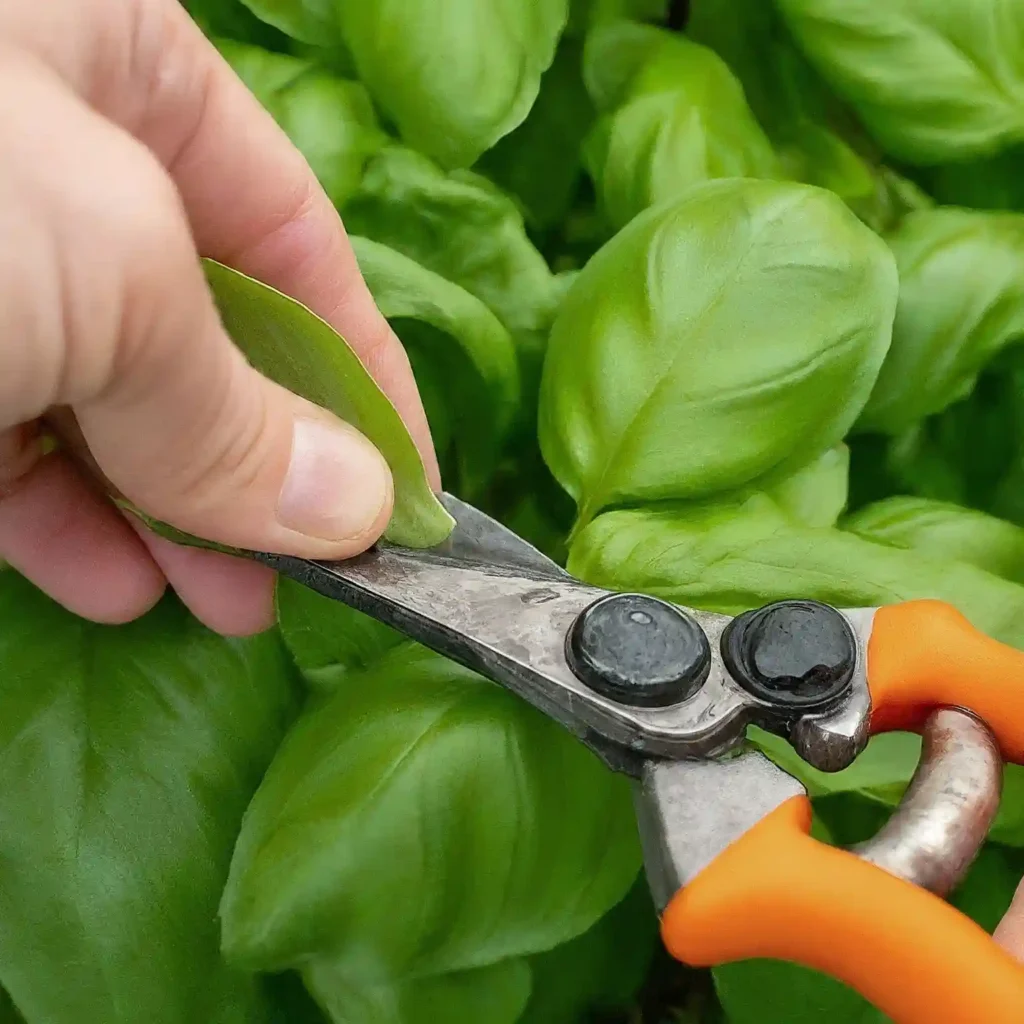 How to Prune Basil Plants for More Leaves 1