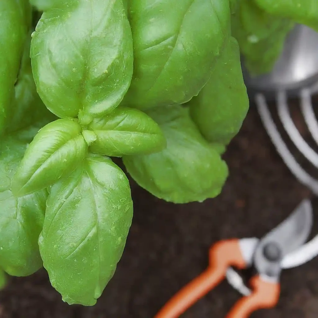 How to Save a Dying Basil Plant