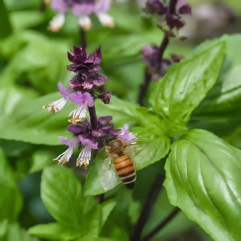 Does Basil Attract Bees The Answer Will Surprise You 2024