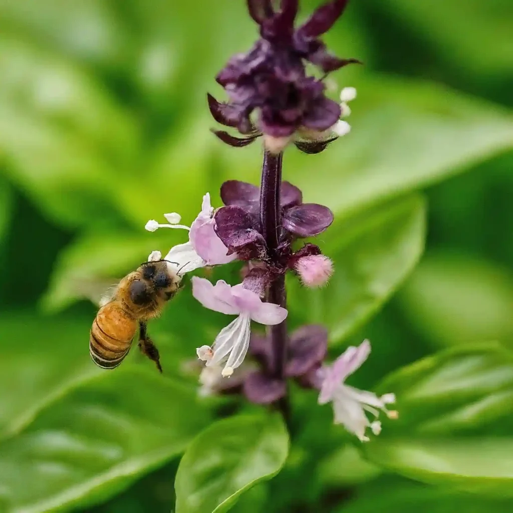 Is Basil a Bee Friendly Plant