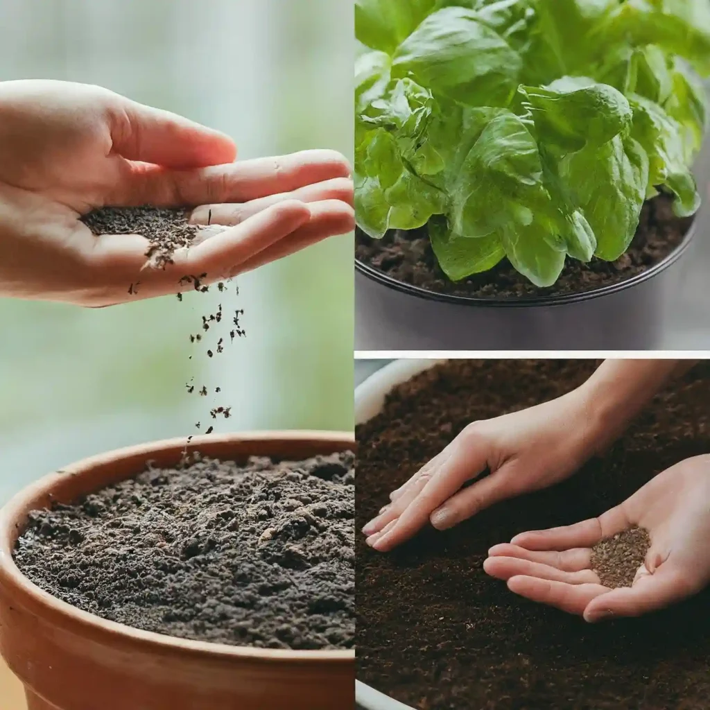 Planting Time Seeds vs. Seedlings