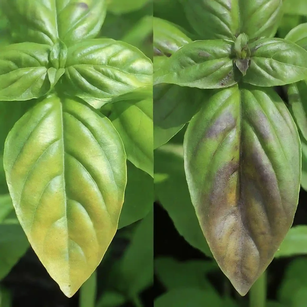 Recognizing the symptoms of downy mildew on basil