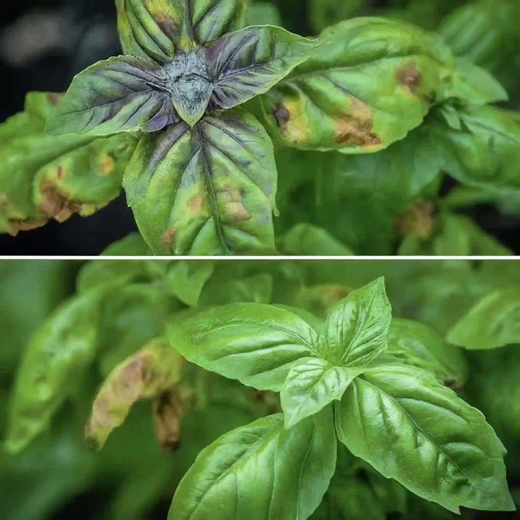 The dangers of downy mildew for your basil plants