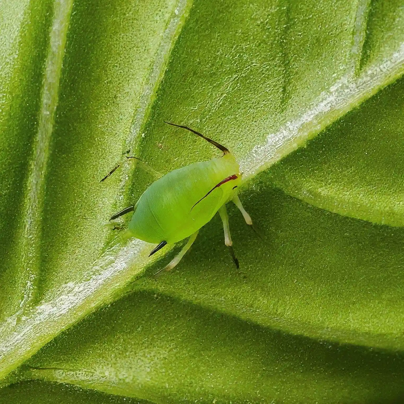 how to get rid of aphids on basil plant