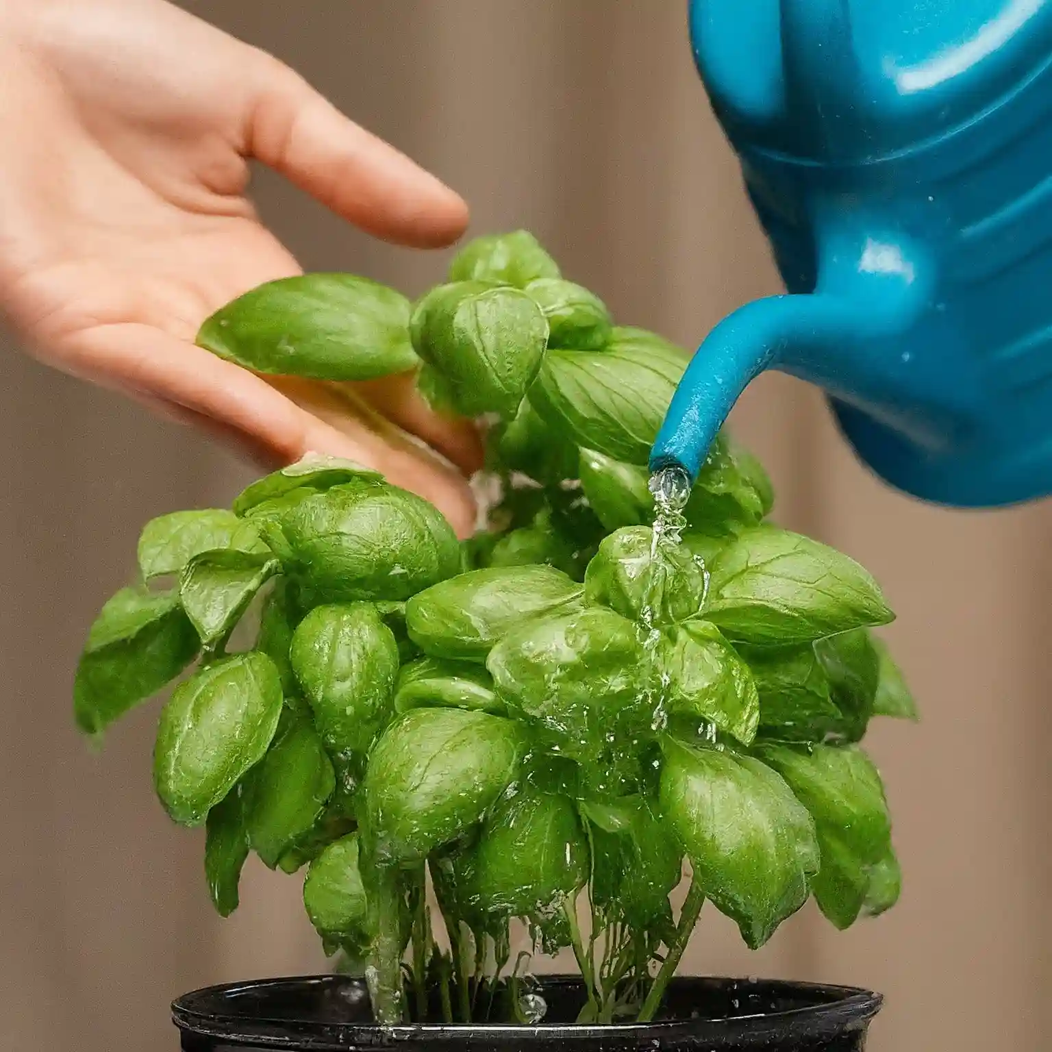 Watering Your Basil for Optimal Growth