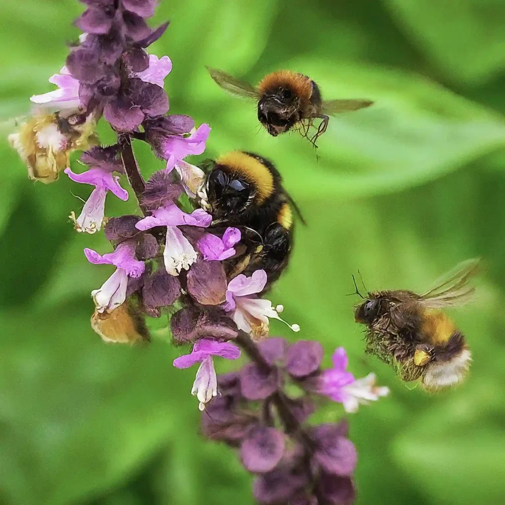 What Kind of Bees Does Basil Attract