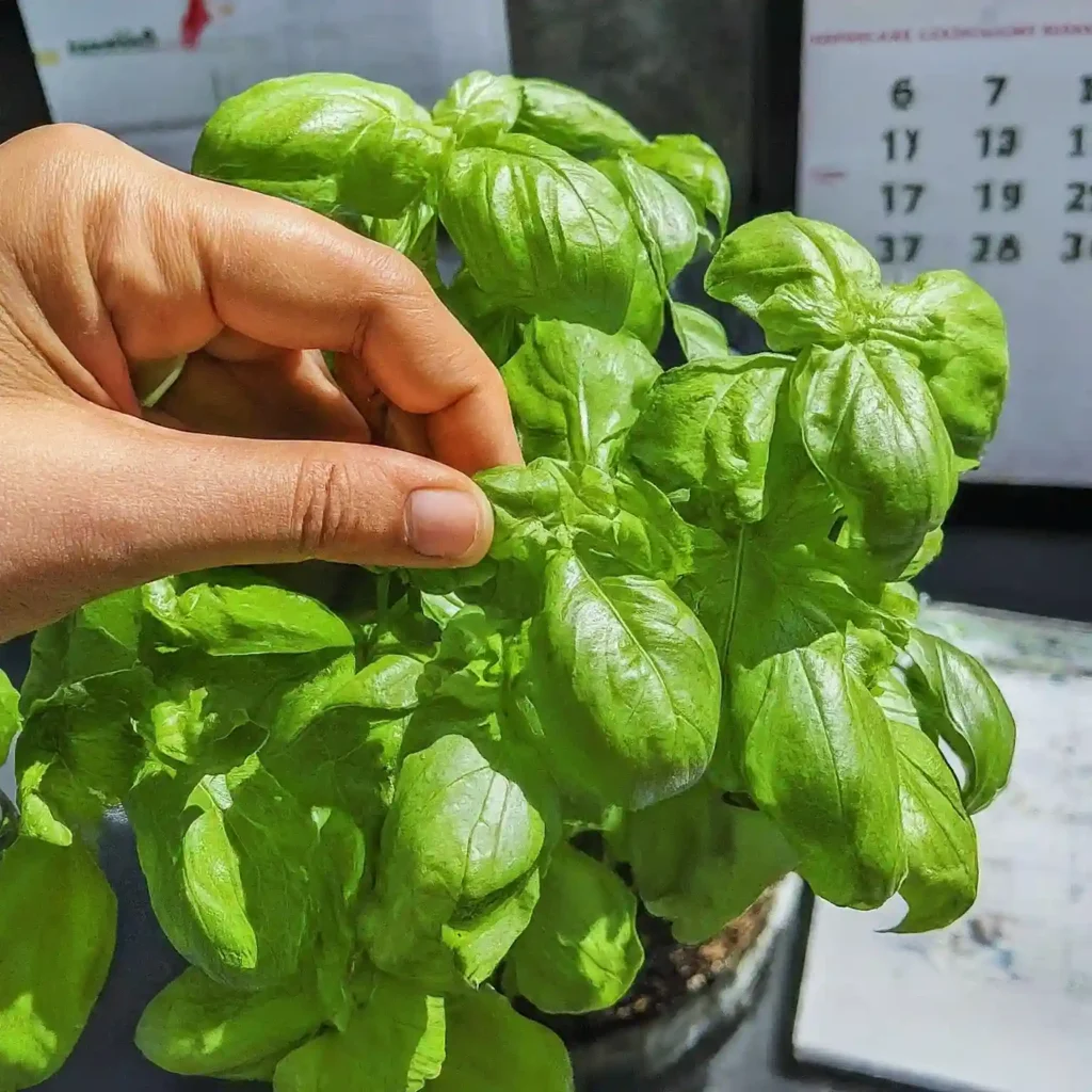 When to Prune Basil Plants