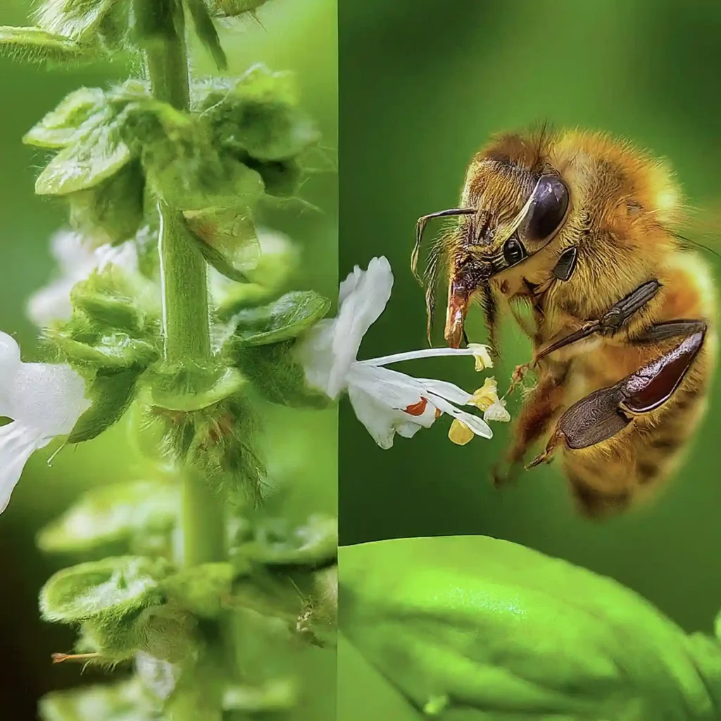 Why Do Bees Love Basil Flowers