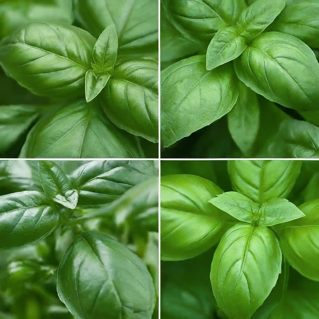 how to get basil to grow bushy