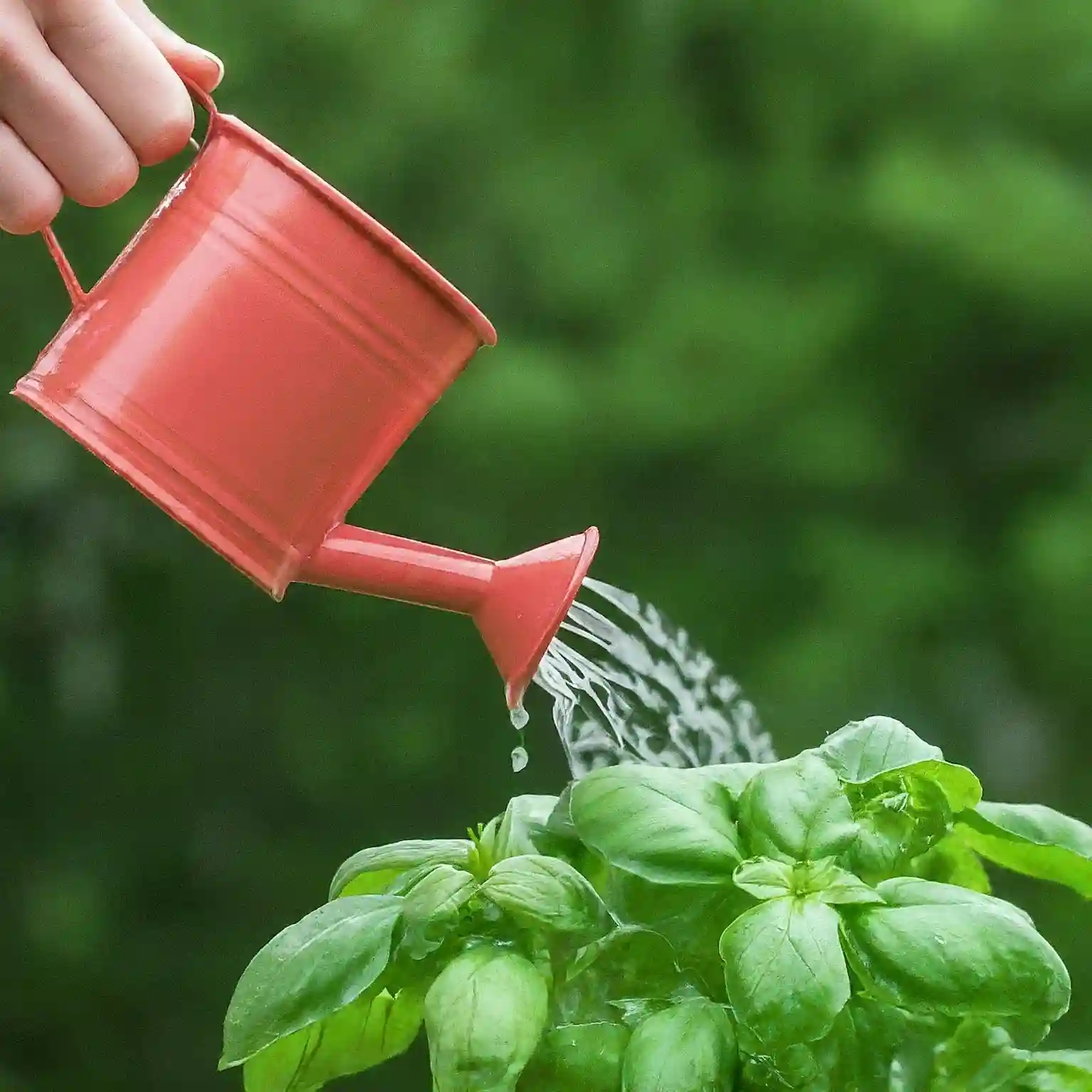 Do You Water Basil from the Top or Bottom