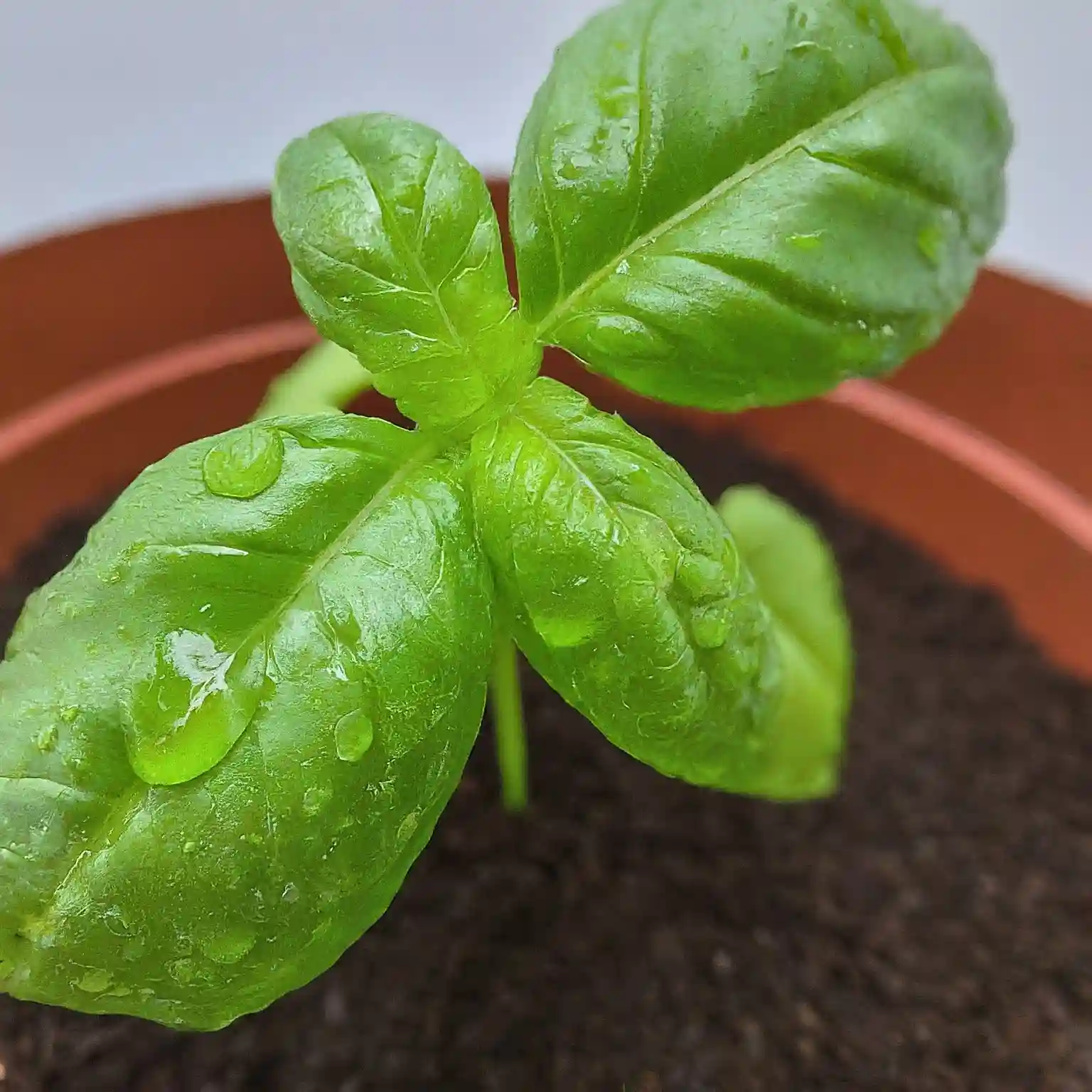 Does basil like coffee grounds