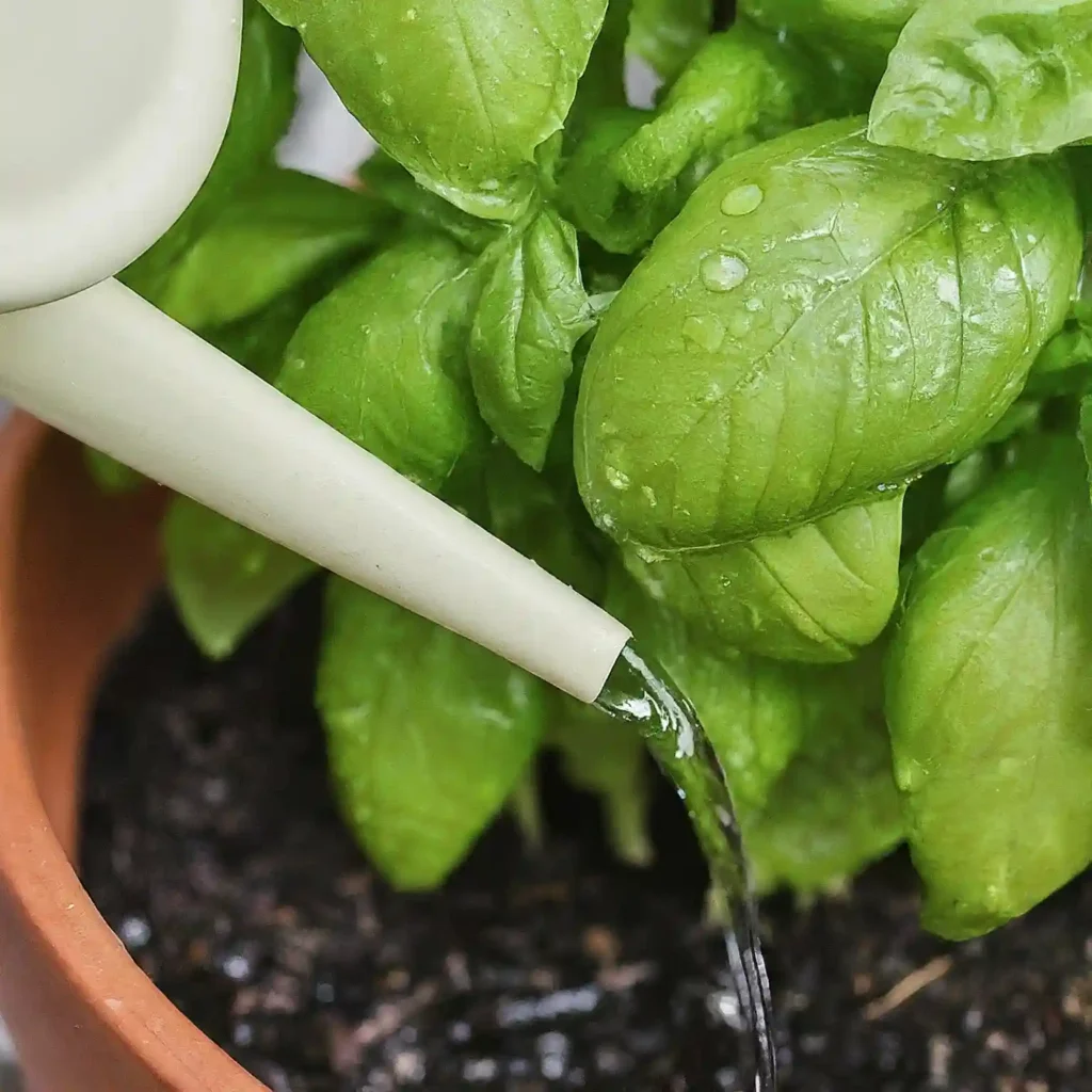 how to get basil to grow bushy