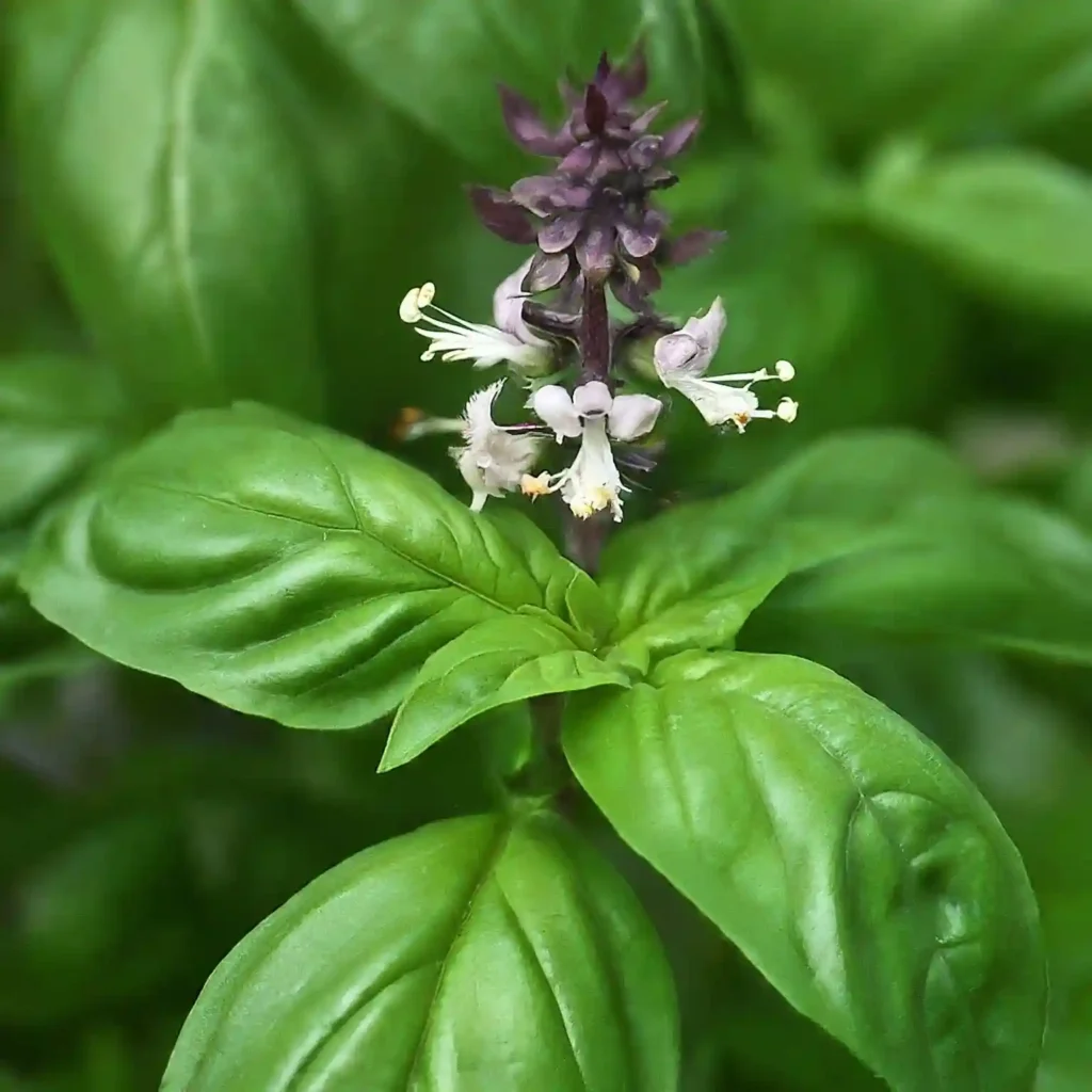 How Long Does Basil Take to Grow