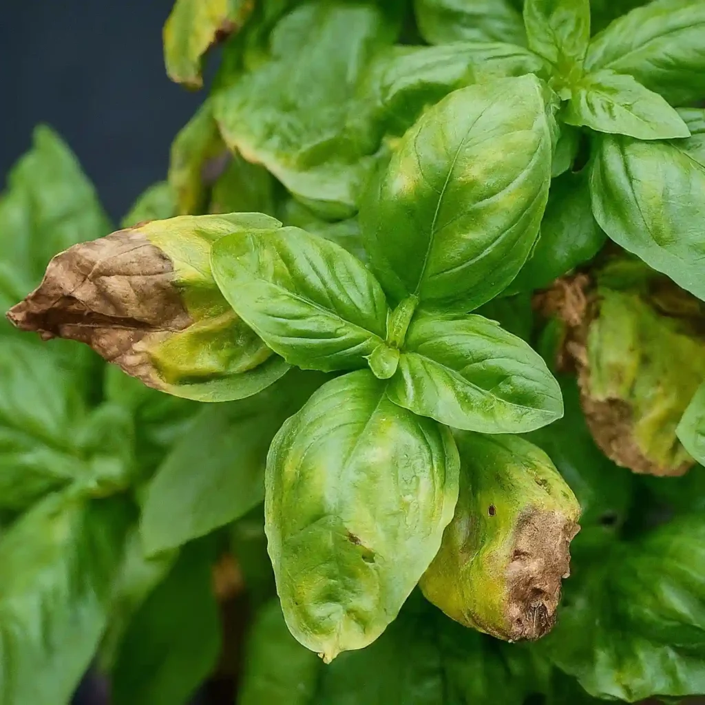 Basil Overwatered Leaves