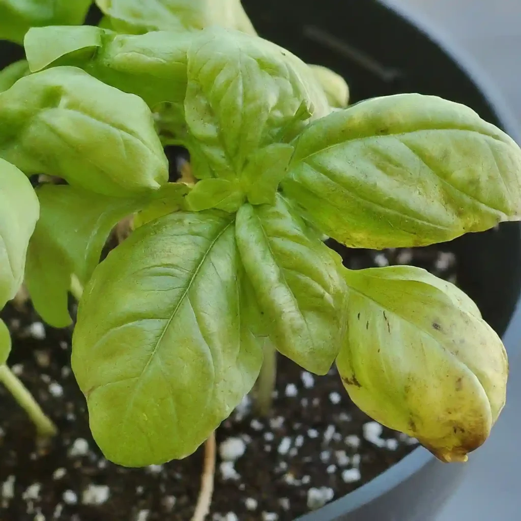 Basil Overwatering Signs