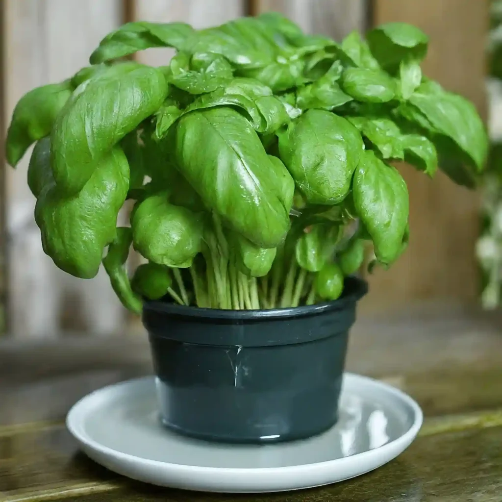 Do You Water Basil from the Top or Bottom