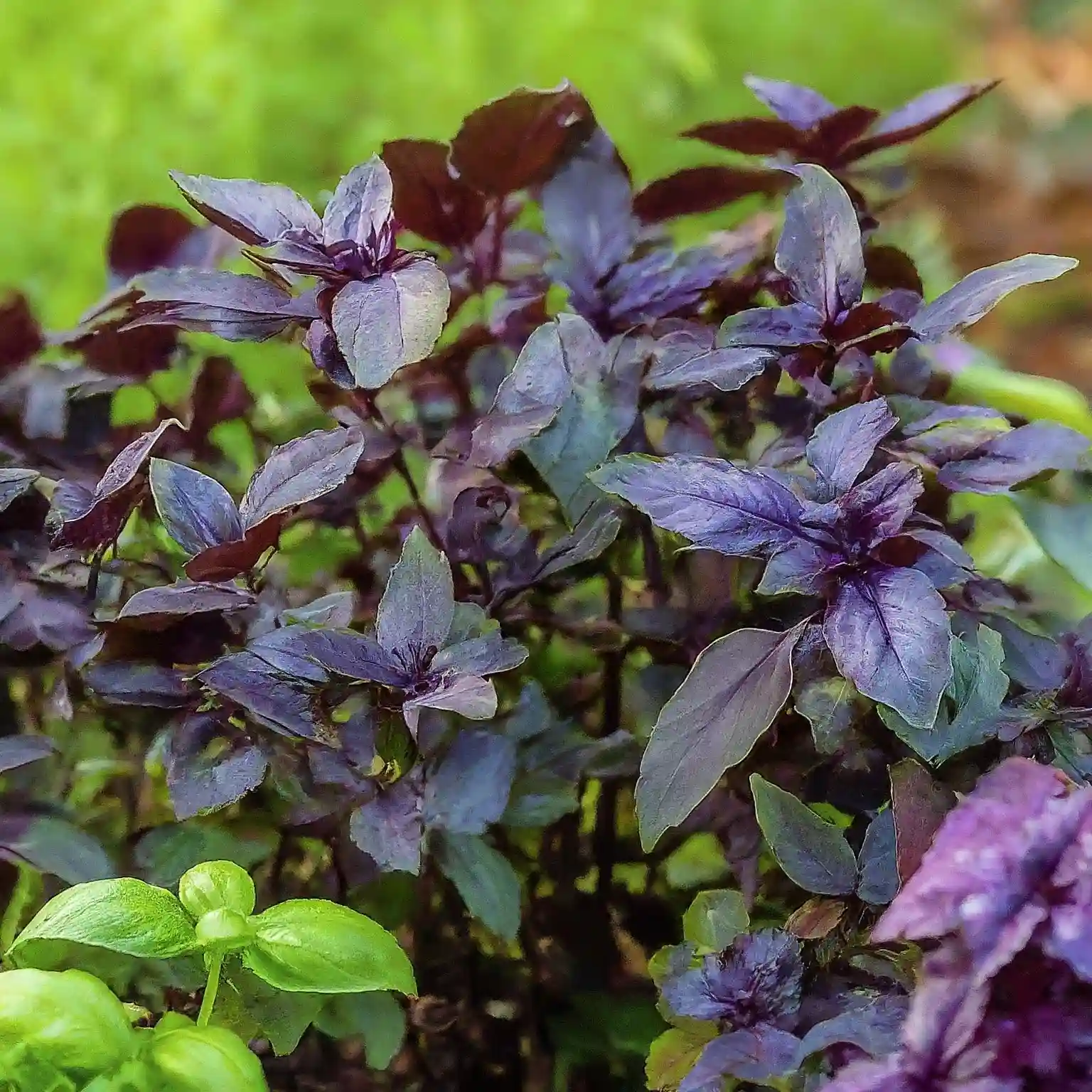 How To Grow Dark Opal Basil In 7 Easy Steps 2024