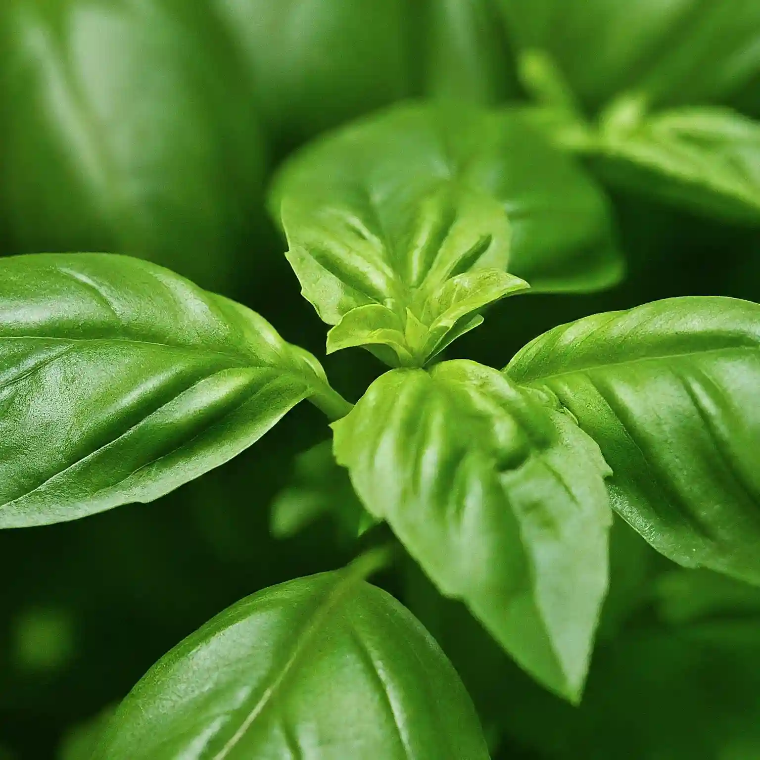 Does Basil Grow Back After You Cut It