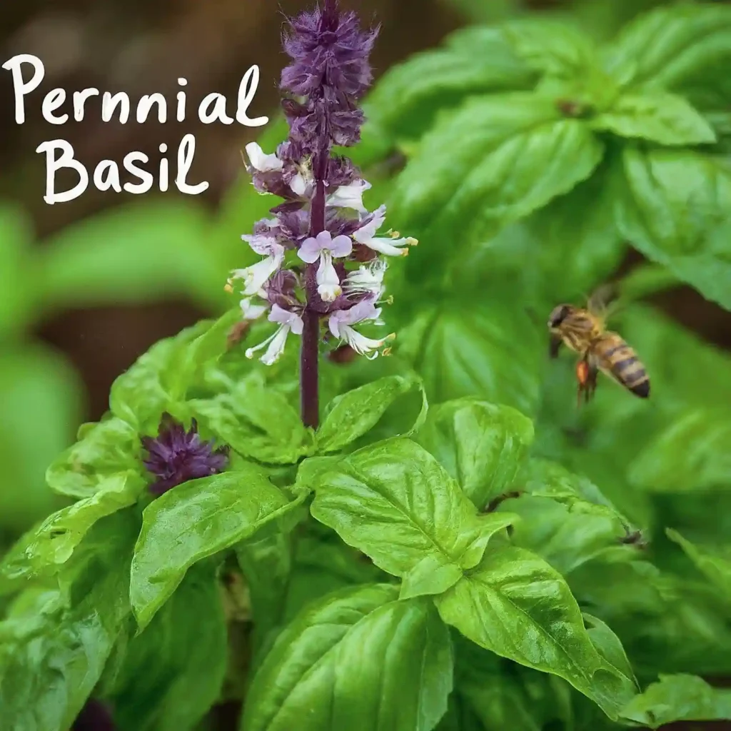 Does Basil Grow Back Every Year