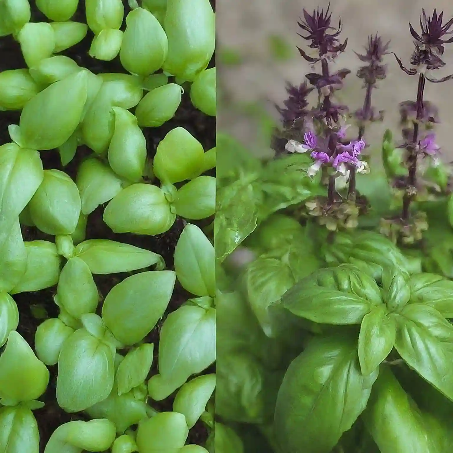 From Seedlings to Blossoms: Understanding Basil Growth Stages