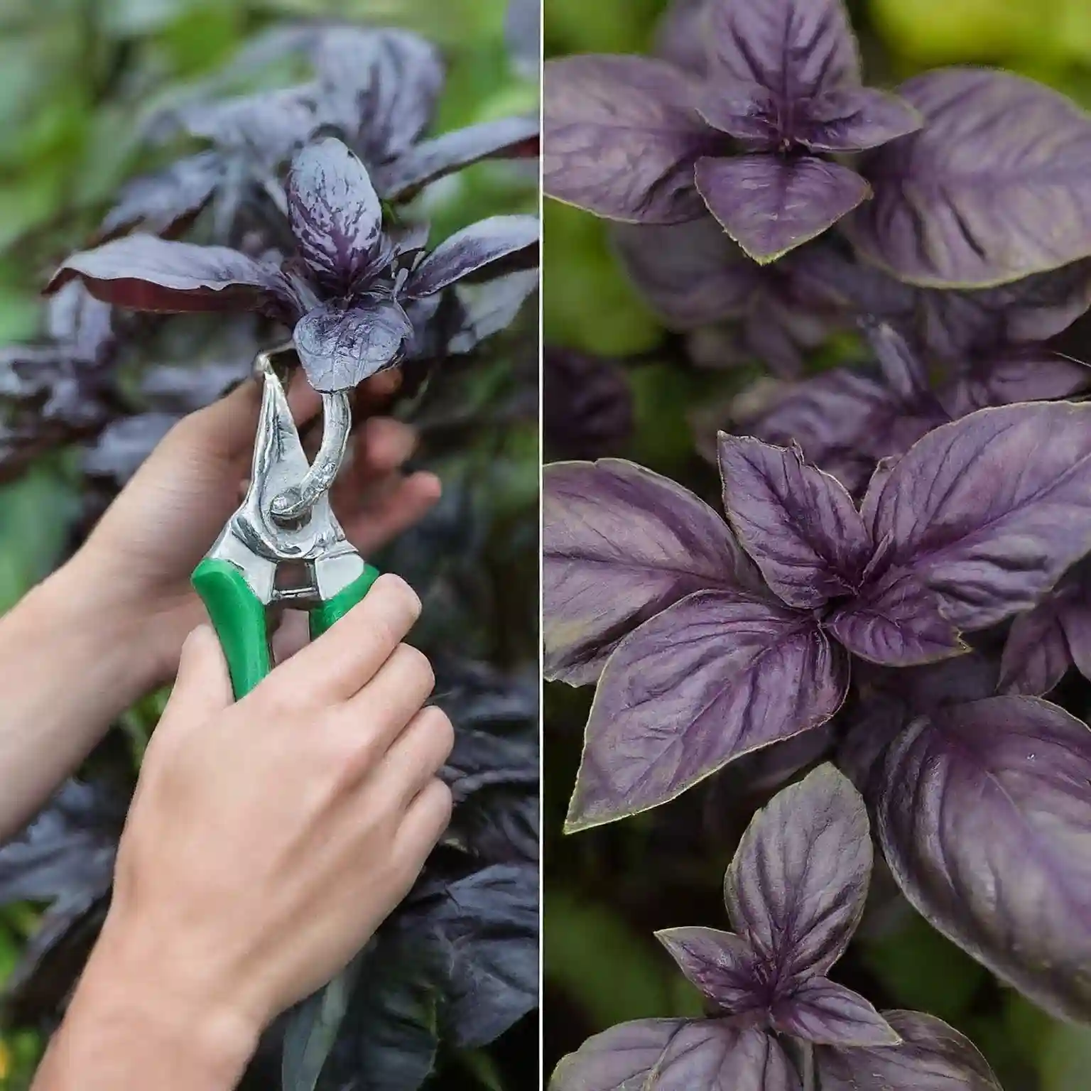 How to Grow Dark Opal Basil Unveiling the Secrets of the Purple Culinary Gem