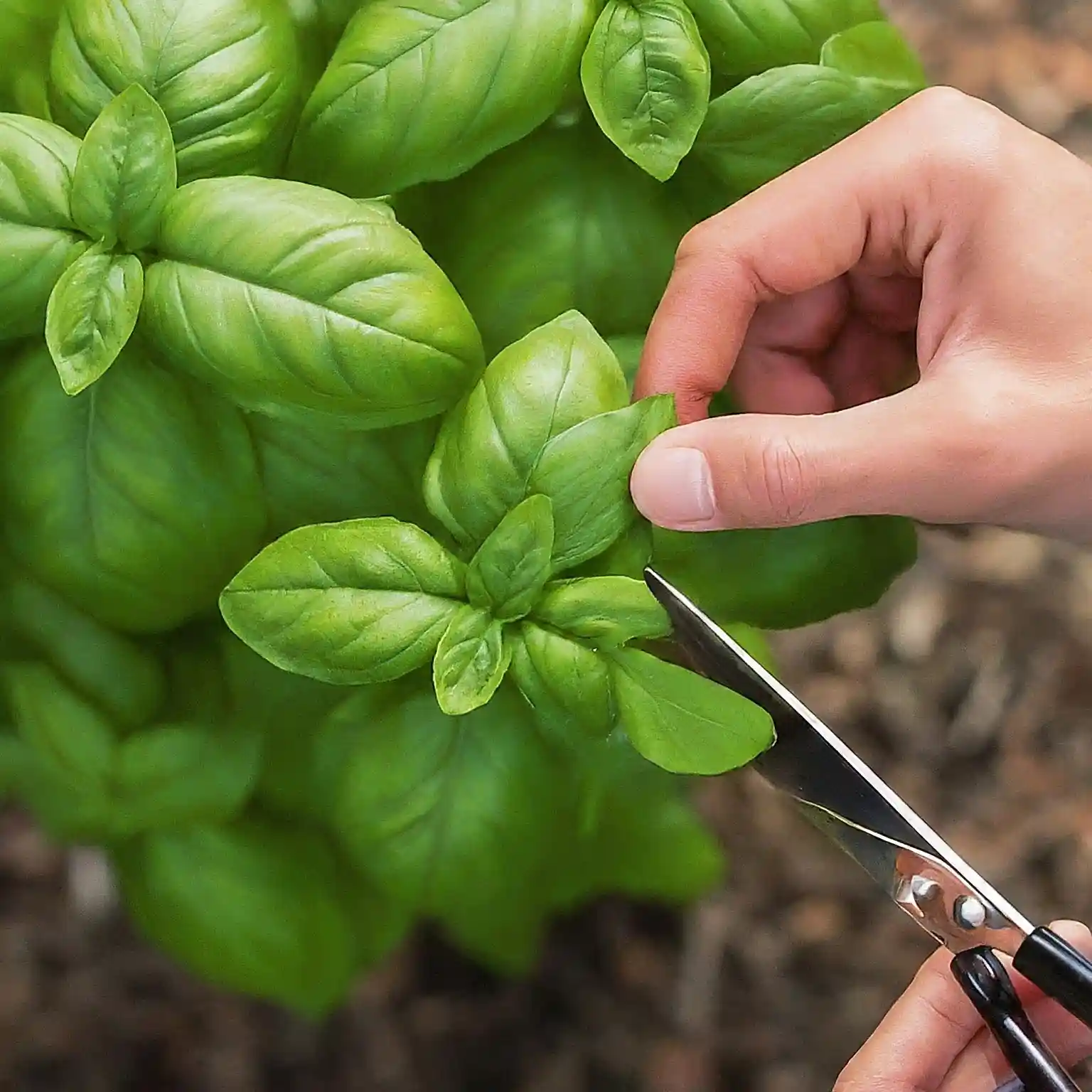 How to Harvest Basil Without Killing the Plant