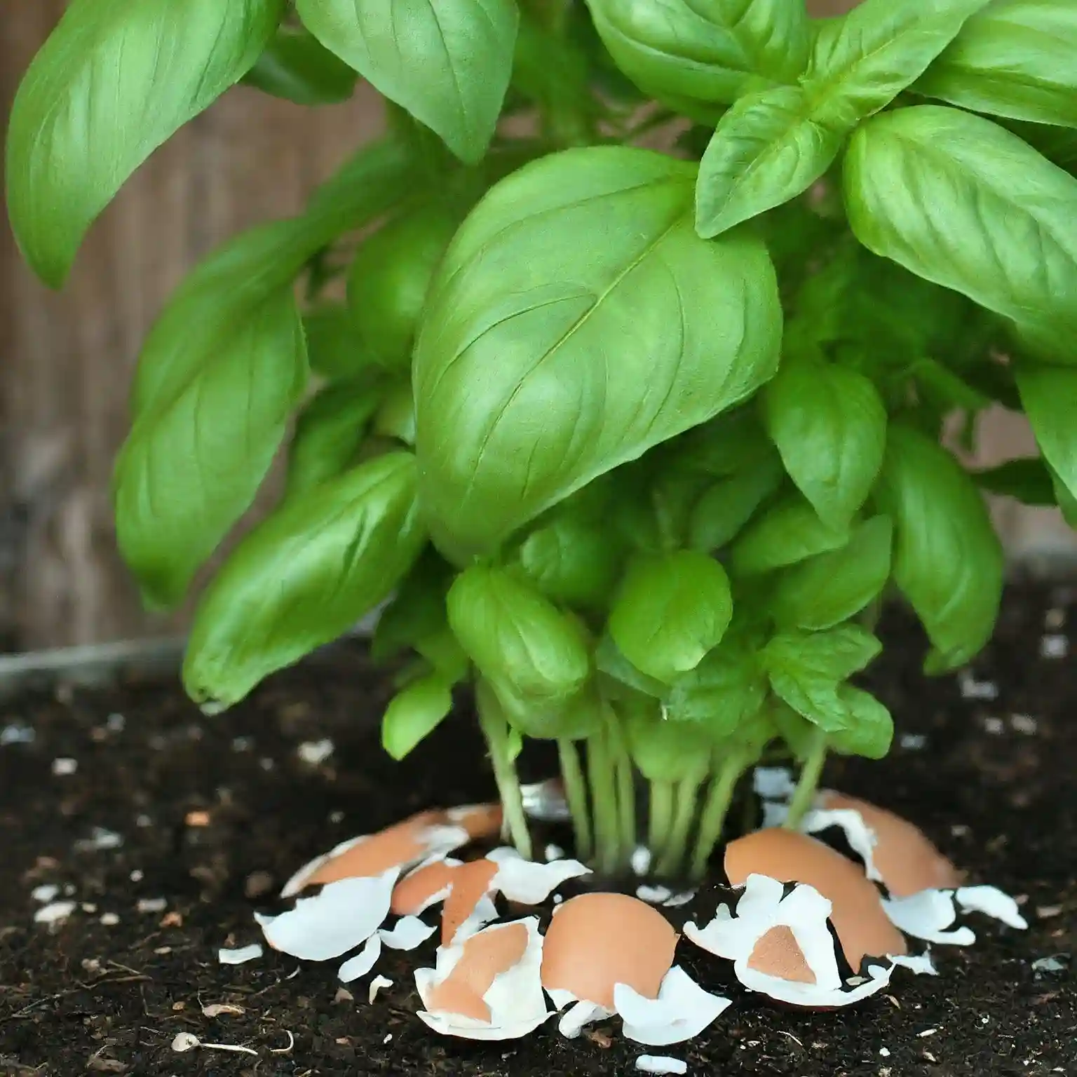 Are Eggshells Good For Basil Plants 5 Benefits 2024