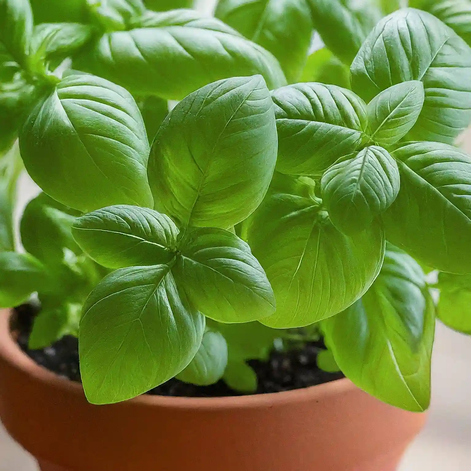 The Power of Eggshells Grow Lush Basil Like This