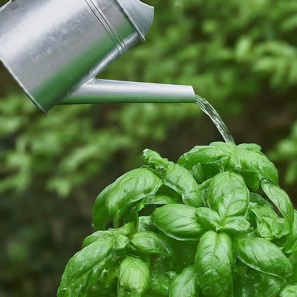 Do You Water Basil from the Top or Bottom