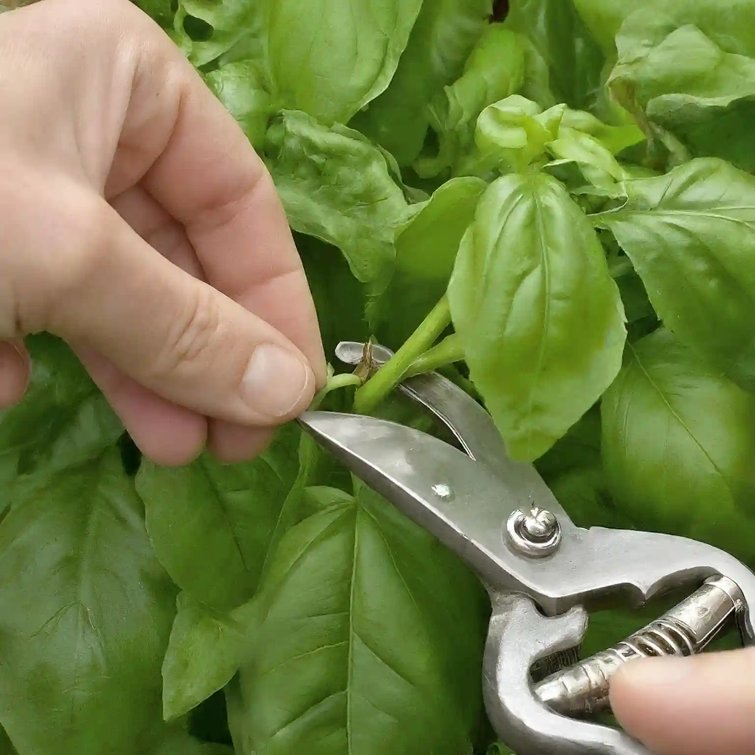 How do you know when basil is ready to pick