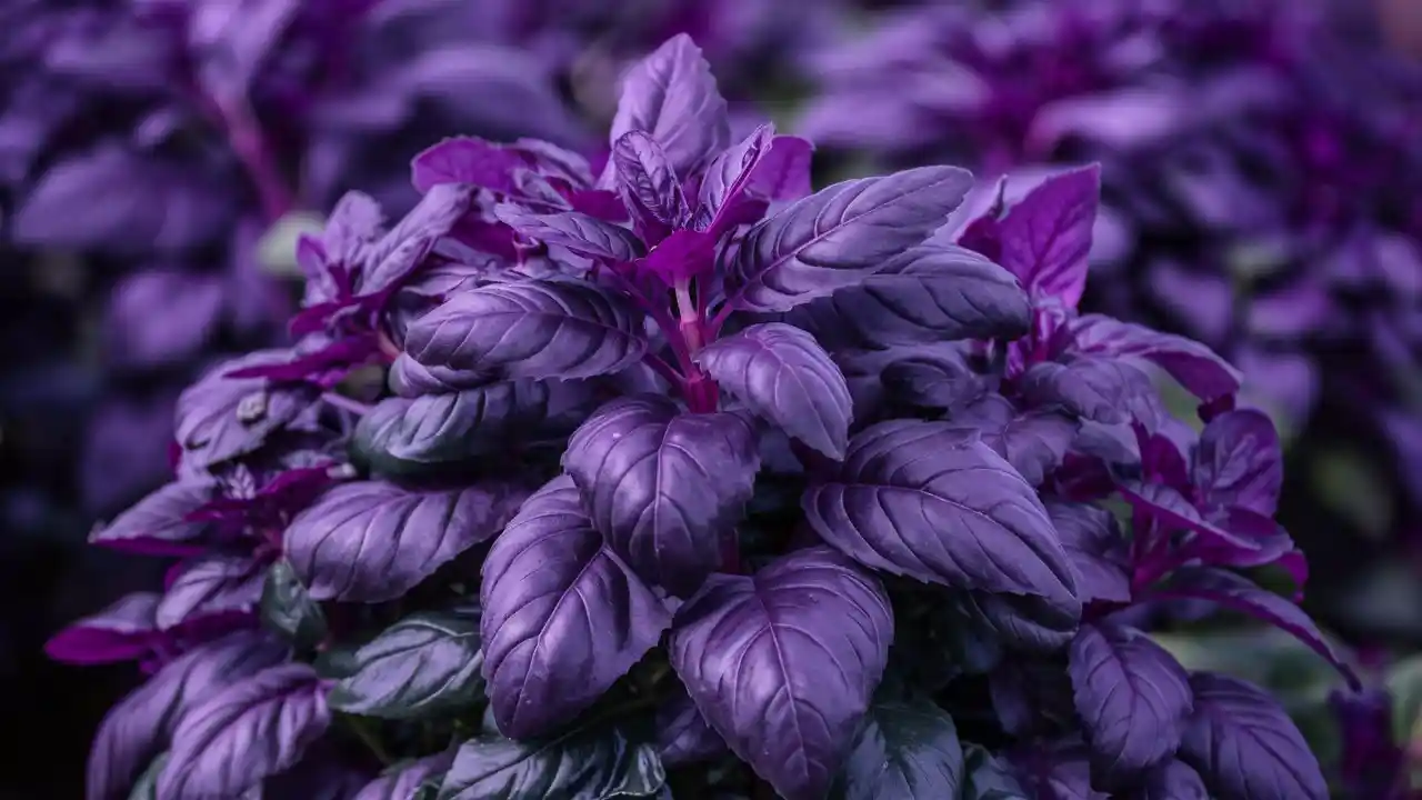 Why is My Purple Basil Turning Green