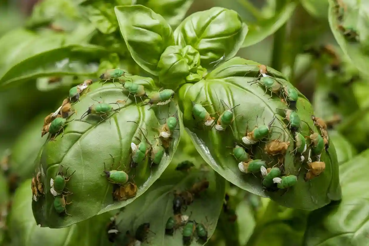 What is eating my basil plant