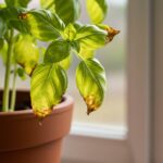 how to revive a dying basil plant