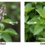 Is Holy Basil the same as the basil in supermarkets