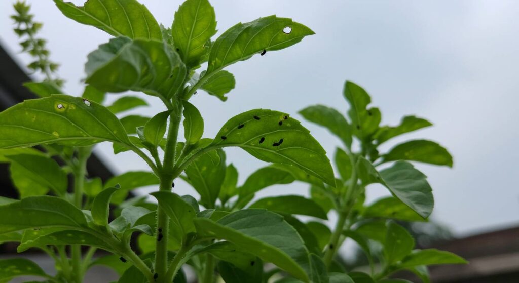 basil and insect control
