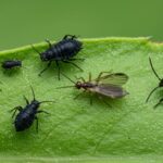 how to get rid of black bugs on basil plant