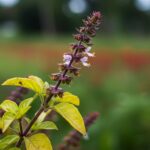 does basil die after flowering