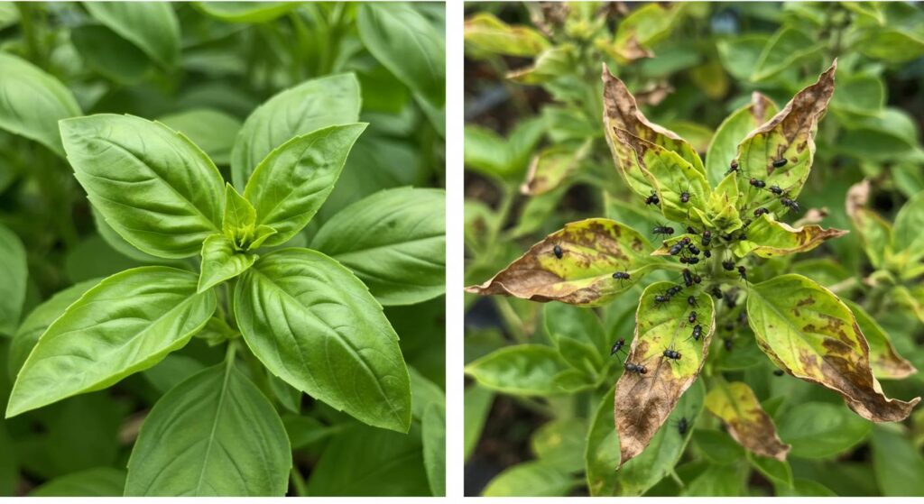 basil plant fly infestation removal