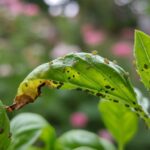 how to get rid of bugs on basil plant